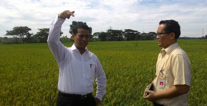 Reaksi Mentan Dengar Kenaikan Angka Sementara Produksi Padi 2015