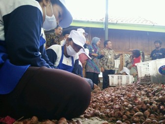 Mestinya Brebes jadi Pusat Pembibitan Bawang Merah