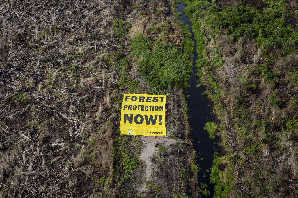Aktivis Greenpeace bersama sejumlah relawan membentangkan banner sebagai bentuk kampanye mencegah terjadinya kembali kebakaran hutan yg menimpa wilayah lahan gambut di Desa Paduran, Pulang Pisau, Kalimantan Tengah, Kamis (3/12). Foto: Dok/Antara