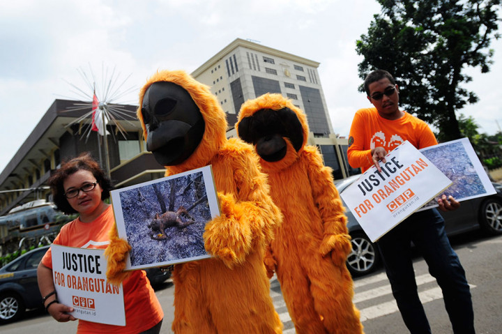 Polri Dituntut Segera Usut Kasus Matinya Orang Utan