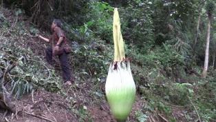 Heboh, Bunga Bangkai Tumbuh di Pinggir Sungai Aek Korsik
