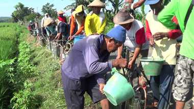 Puluhan Hektare Padi Siap Panen Terserang Wereng