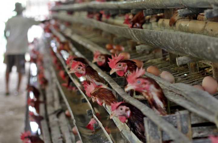 Kementan Bantah Lakukan Persekongkolan dengan Peternak Ayam