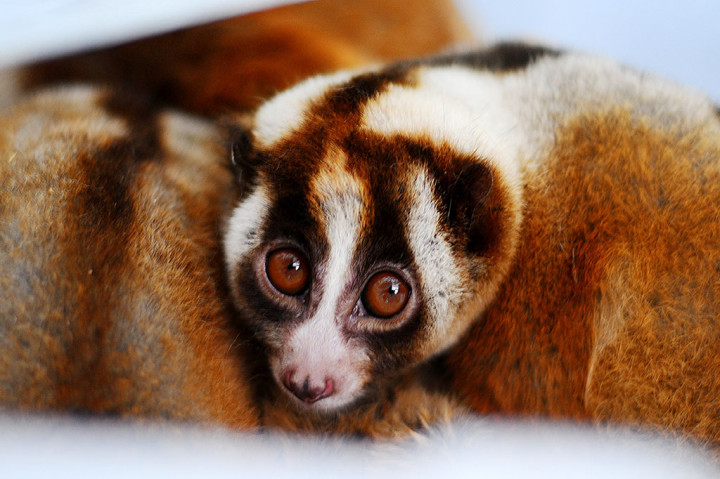 GMT, Satwa Nokturnal Kukang Beraktivitas di Pagi Hari