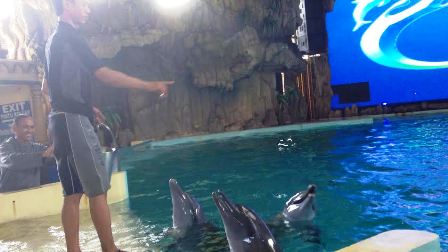 Perubahan Perilaku Lumba-lumba Jelas Terlihat saat GMT