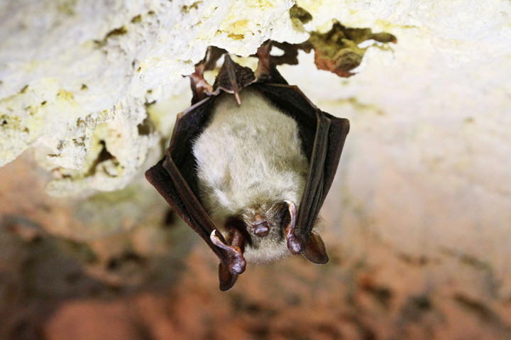 Kelelawar Lebih Responsif ketika GMT