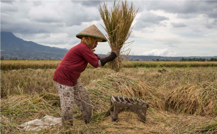 Produktivitas Padi di Maluku Terus Meningkat