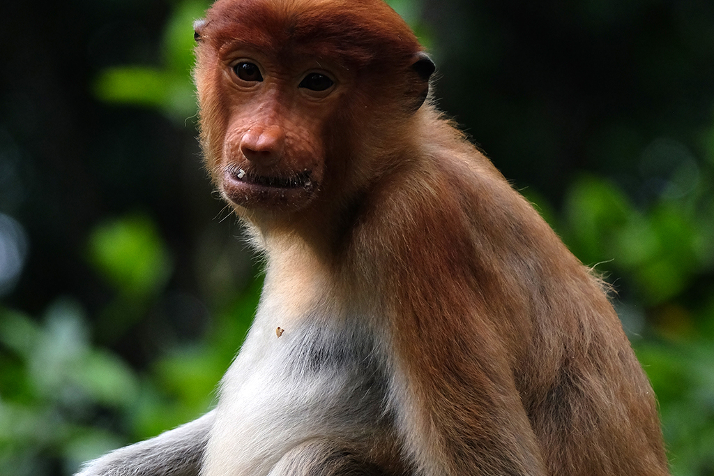 Bekantan, Primata Hidung Panjang dari Kalimantan