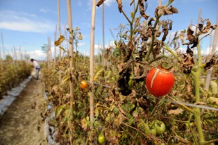 Suhu di Medan Capai 35,2 Derajat Celcius