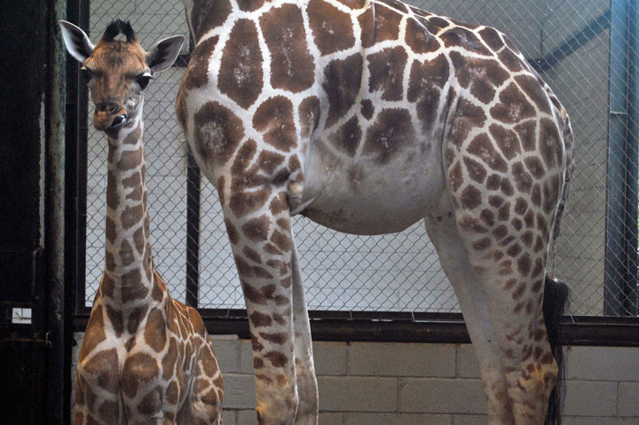 Kelahiran Anak Jerapah di Taman Safari Indonesia