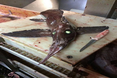 Ikan Bermata Hijau Dan Bersayap Kagetkan Nelayan