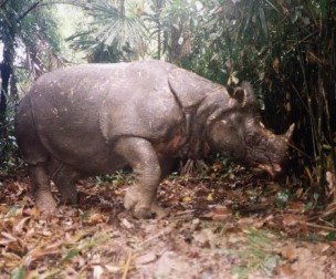 Jokowi Akan Beri Nama Empat dari Tujuh Badak yang Baru Lahir