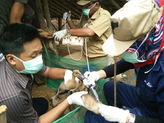 Ratusan Ribu Itik di Brebes Divaksinasi Flu Burung