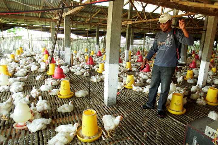 Ratusan Ayam di Lamongan Mati Diduga Terserang Flu Burung