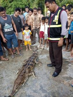 Warga Bawa Buaya 2,5 Meter ke Markas Polisi