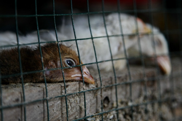 Cegah Flu Burung, Dinas Peternakan Diminta Terjunkan Tim Khusus