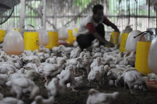 Unggas di 4 Kecamatan di Sukabumi Positif Flu Burung