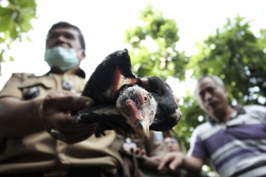 Cuaca Tak Menentu, Masyarakat Diminta Waspadai Flu Burung