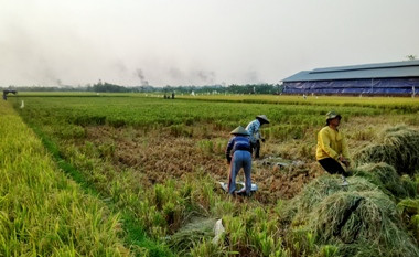 Petani Jepara Dipersilakan Jual Gabah ke Tengkulak