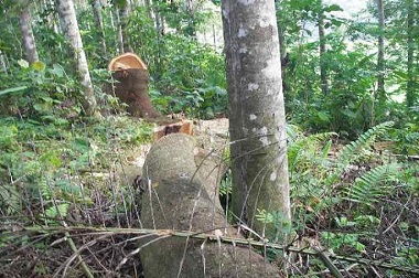 Deru Mesin Kayu 'Menghantui' Warga Garut