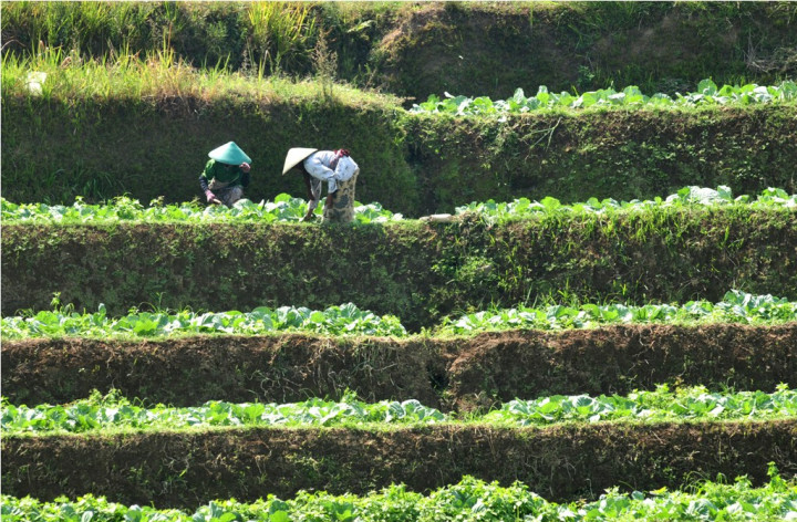 AAUI: Premi untuk Asuransi Pertanian Masih Dikaji