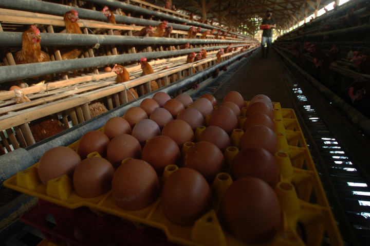 Isu Flu Burung, Harga Telur Ayam Turun