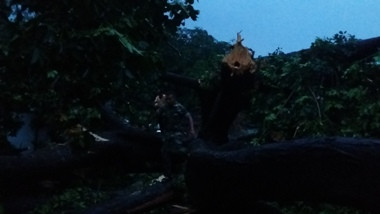 Dua Orang di Gembira Loka Tewas Tertimpa Pohon