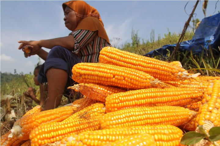 Produksi Jagung Jambi Naik 18,59%