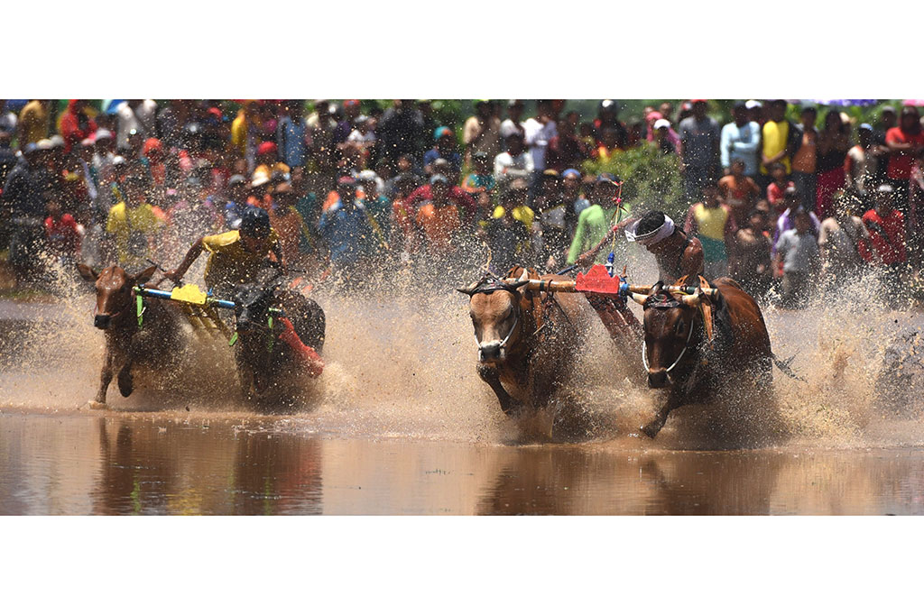 Masuki Musim Tanam, Karapan Sapi Brujul Digelar di Probolinggo