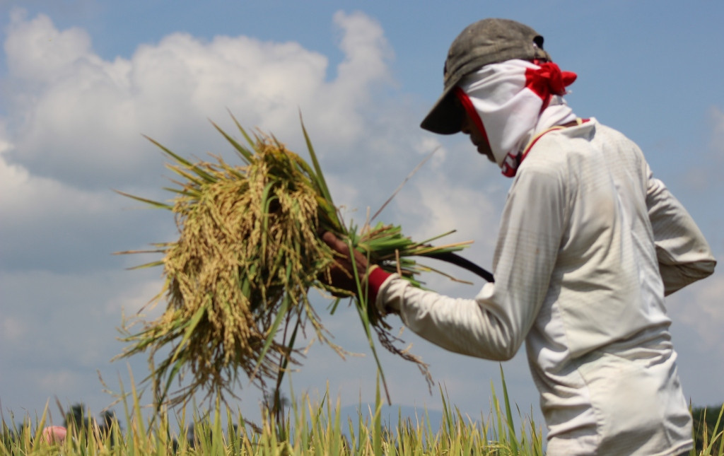 Petani sedang memanen padi di kawasan Desa Gampoeng U, Kecamatan Indrajaya, Kabupaten Pidie, Aceh. (MI/Amiruddin Abdullah Reubee)