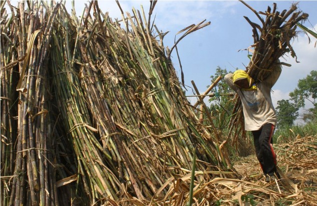 Sugarcane industry Still Hampered by Many Challenges