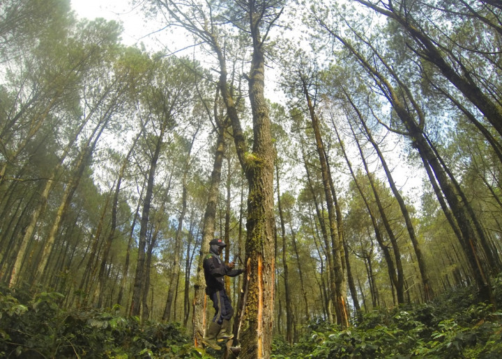 Harga Karet di Mukomuko Mulai Naik