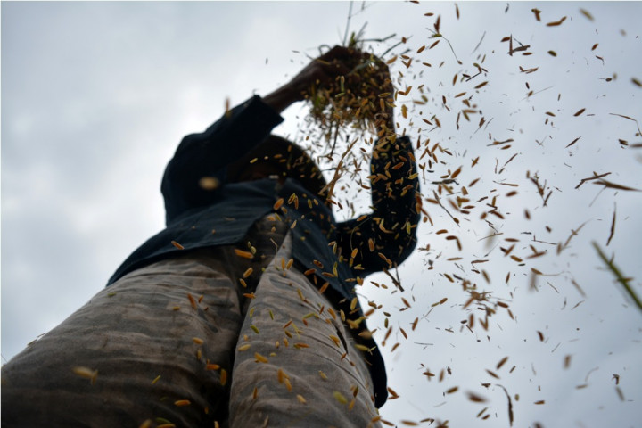 BPS: Harga Gabah Naik 3,88% di Sumbar