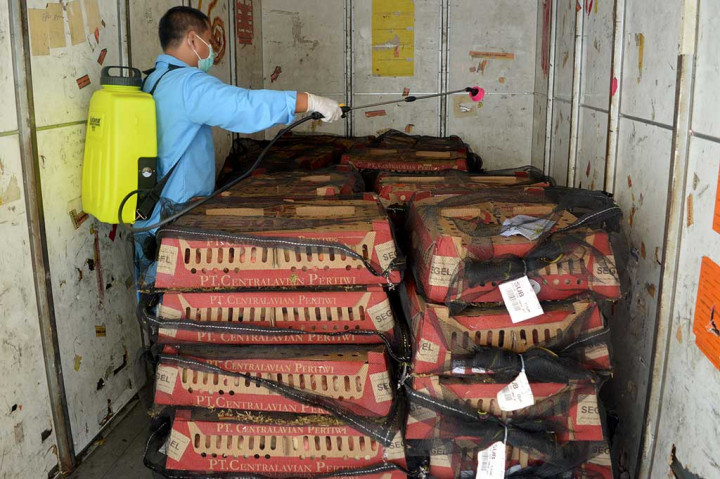 Antisipasi Flu Burung, Anak Ayam Disemprot Desinfektan