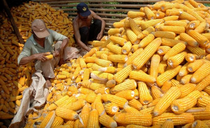JAGUNG (ANTARA FOTO/Aditya Pradana Putra).