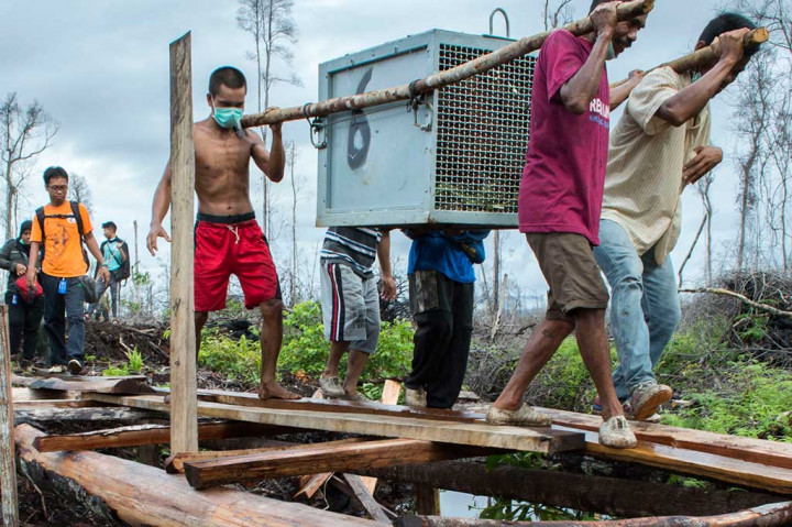 Seekor Induk dan Bayi Orang Utan Dilepasliarkan