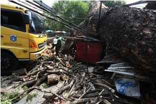 Hujan Deras, Sejumlah Pohon Tumbang di Jakarta