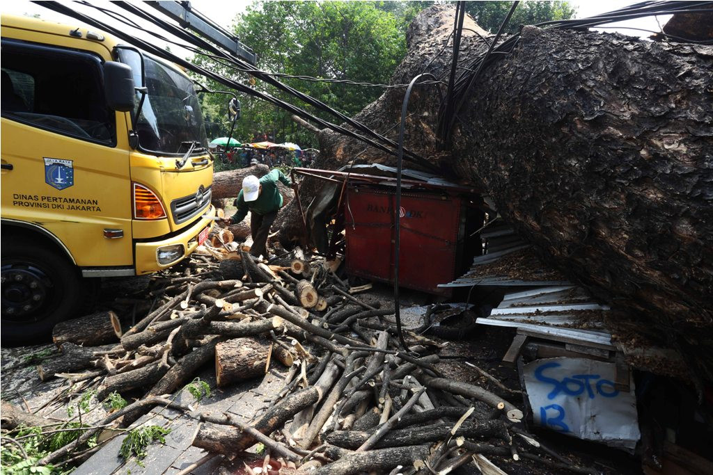 Ilustrasi pohon tumbang. MI/Ramdani.