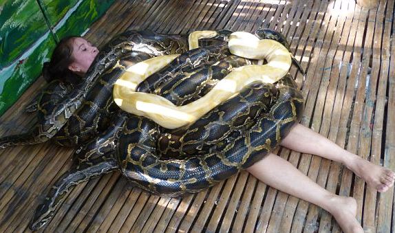 Pijat Ular Piton, Bagaimana Rasanya?