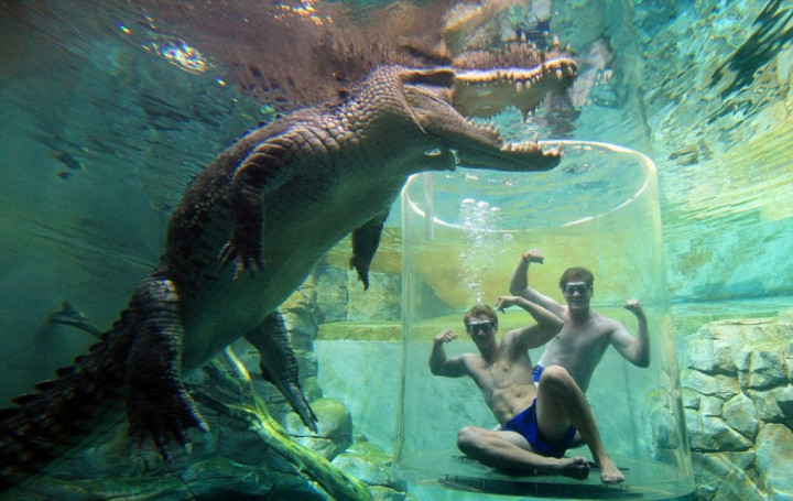 Berenang dengan Buaya Raksasa, Anda Berani?