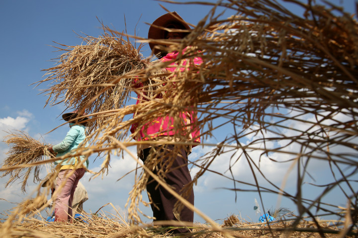Mimpi Kedaulatan Pangan