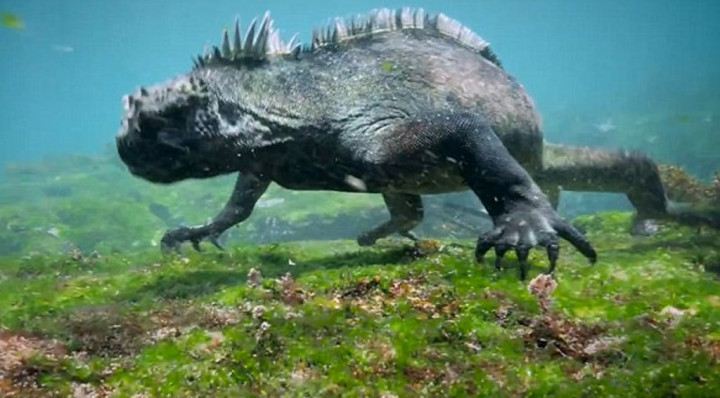 'Godzilla' Seukuran Manusia Kedapatan Cari Makan di Laut