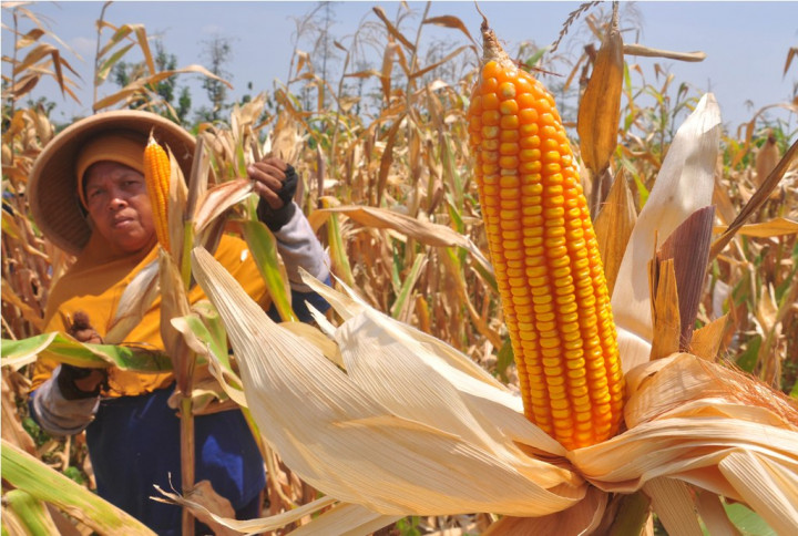 Sumbawa Barat Bidik 15.000 Ha Lahan Jagung