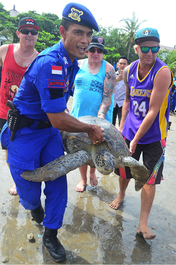 Penyu Hijau Selundupan Kembali Dilepas ke Laut