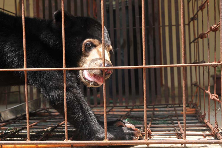 BKSDA Sumsel Terima Hewan Langka