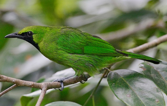 100 Birds Released in Sibolangit Natural Park