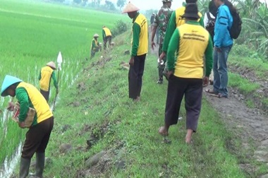 Seluruh Kabupaten di Papua Barat Belum Cairkan Dana Cetak Sawah