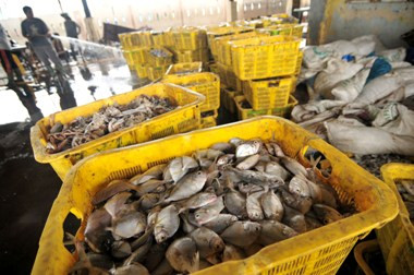 Hampir 6 Ton Ikan Aceh Dibuang Tiap Hari