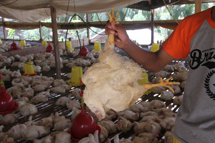 Serangan Flu Burung Mengakibatkan Peternak Merugi
