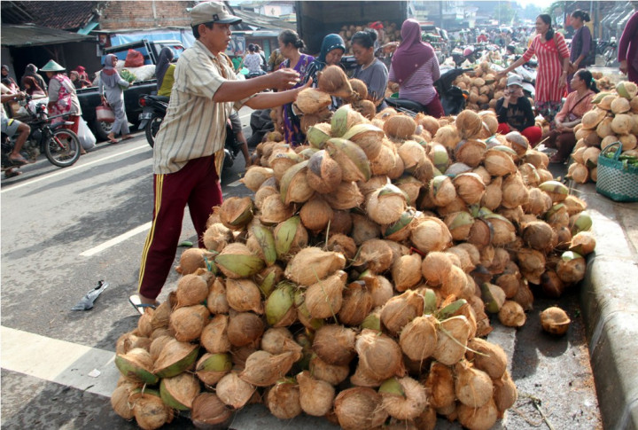 Ekspor Dilarang, Petani Siap Tebang Ribuan Ha Pohon Kelapa